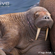 Illustration for article titled Pinnipednesday - Odobenus rosmarus Edition